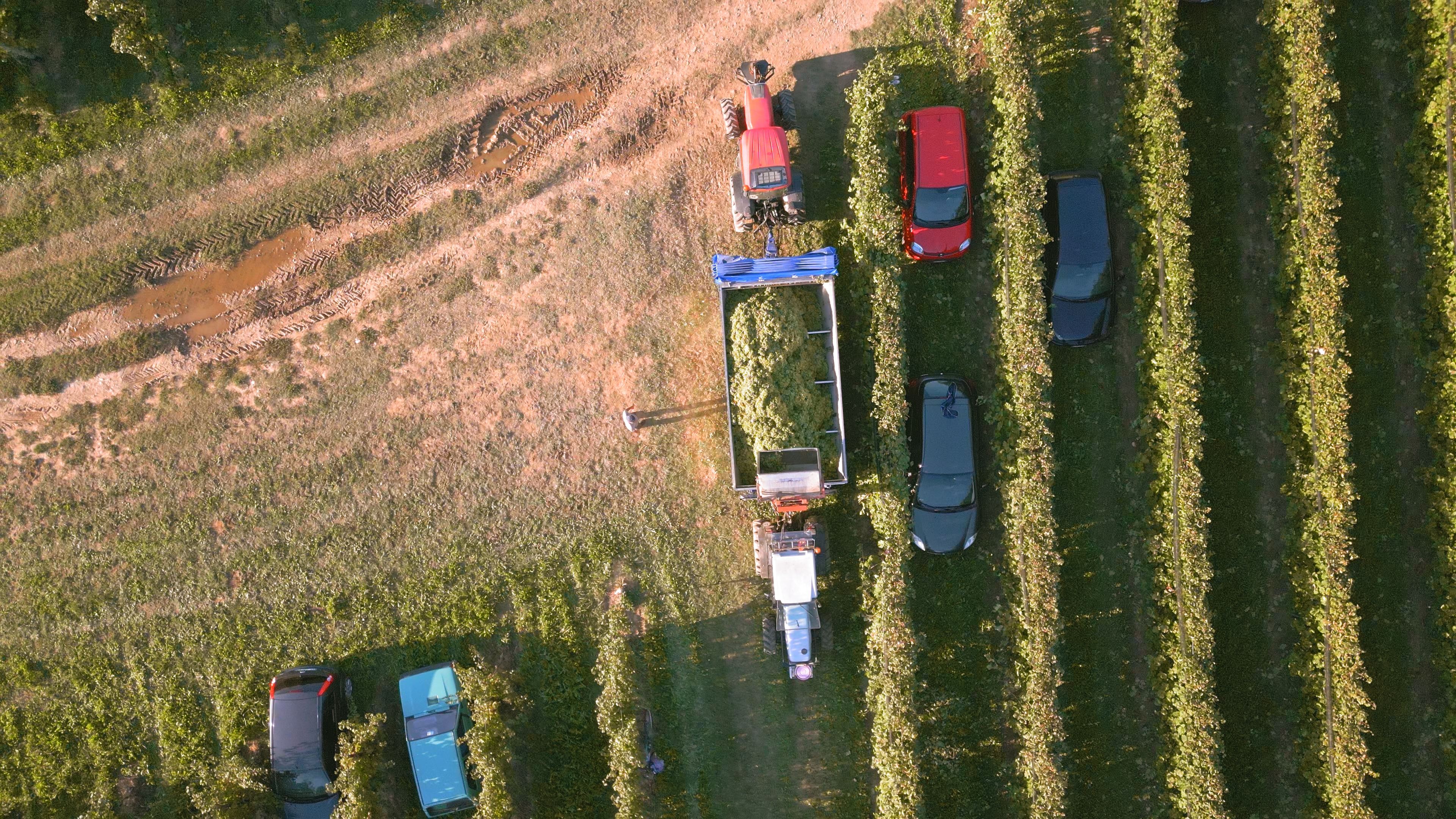 La vendemmia