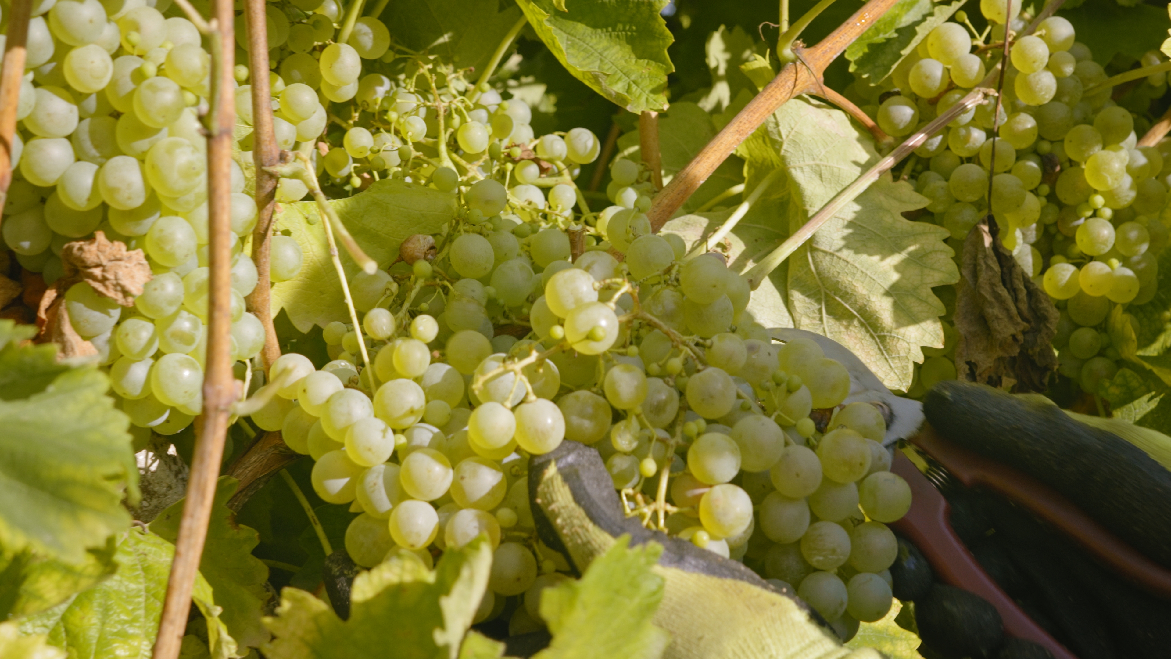 Al lavoro tra le colline